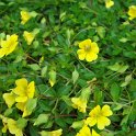Mecardonia procumbens (2)